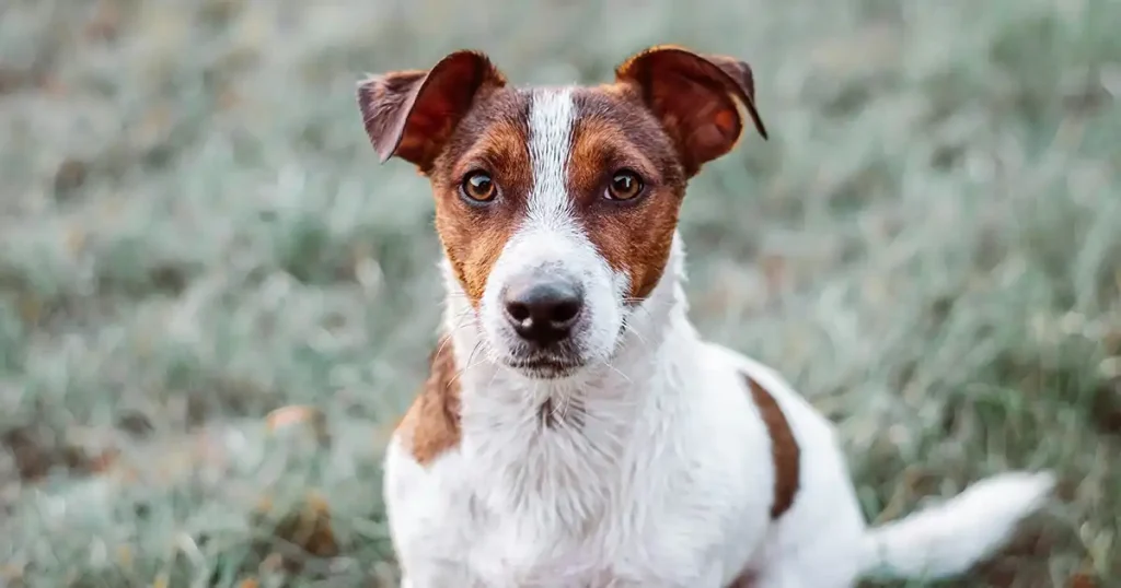 Jack Russell Terrier