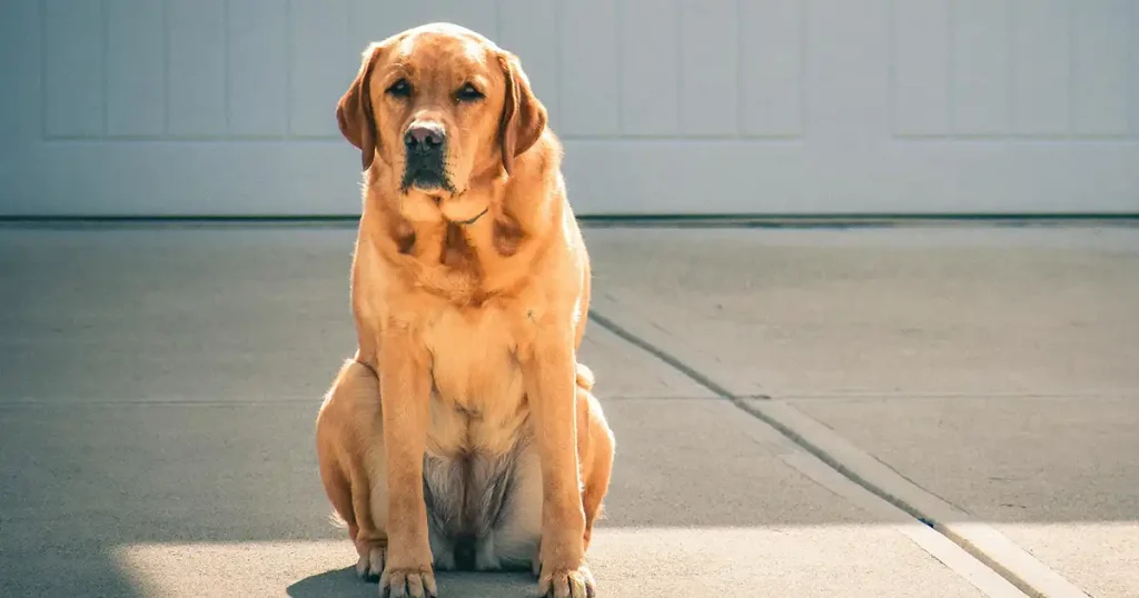 Labrador Retriever