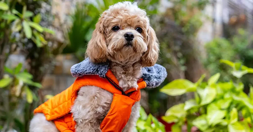 Poodle