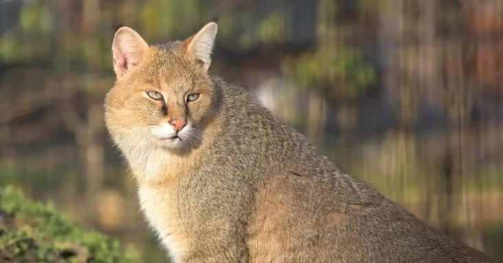 Rarest Wildcats in the World