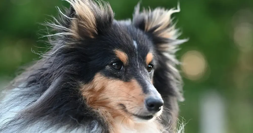 Shetland Sheepdog